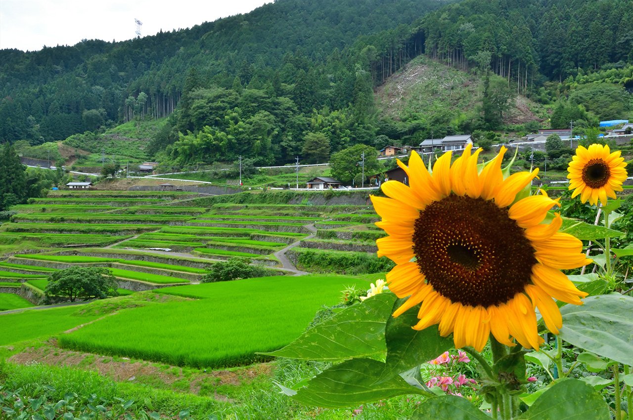 🏞️ 이니 계단식 논(이니노타나다) 이미지 8